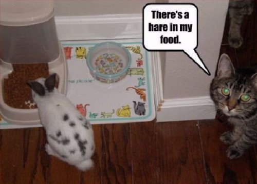 funny animal thought - There's a hare in my food.