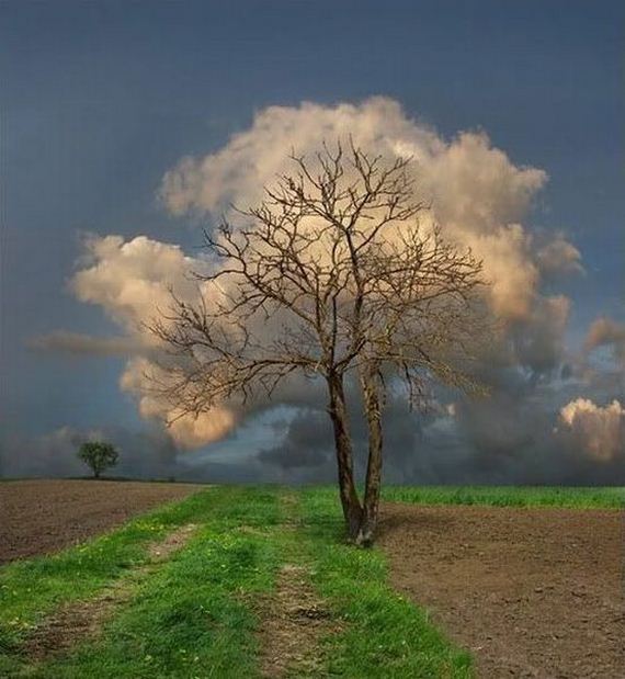 tree with cloud leaves