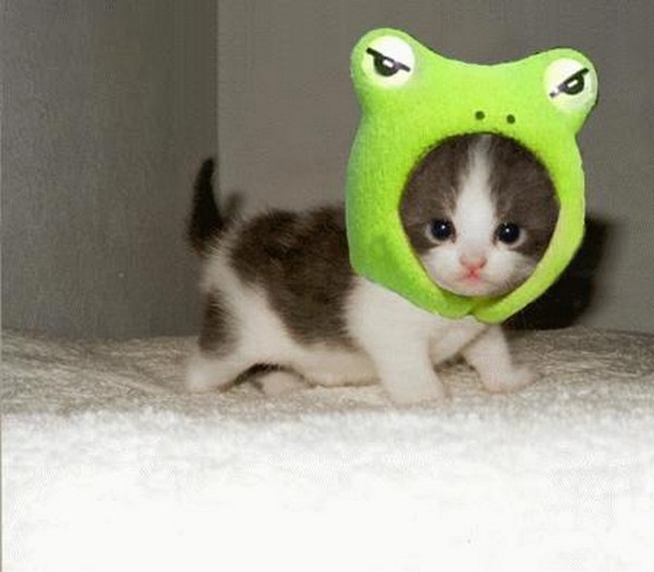 random kitten in frog hat