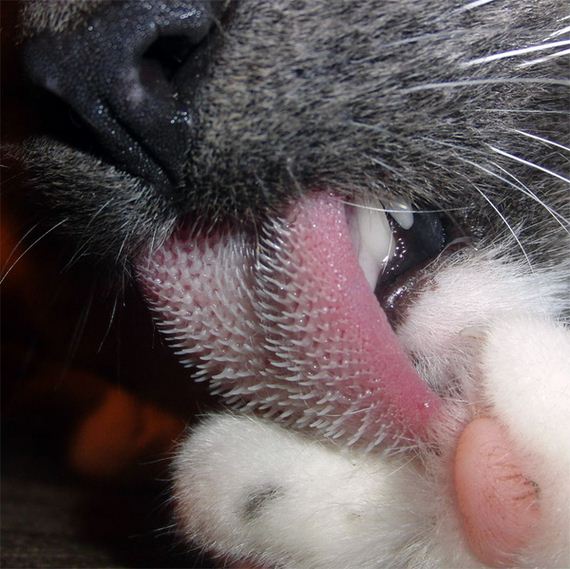cat tongue close up