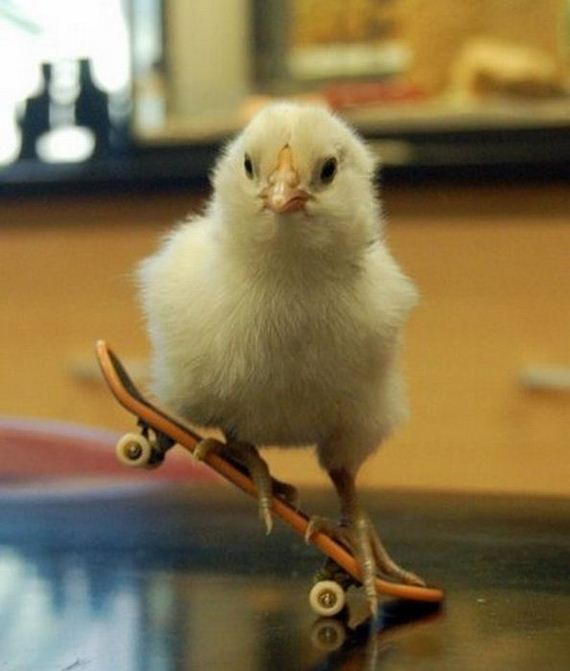 animals on skateboards
