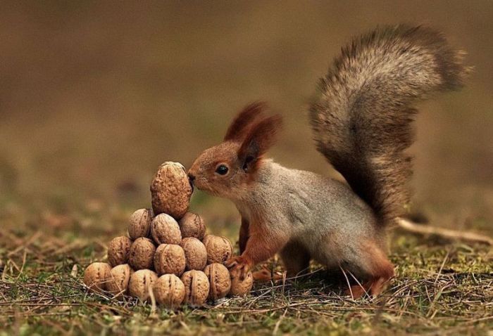 squirrel with stack of nuts