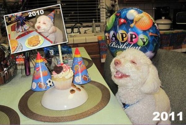 smiling dog birthday - 2010 Happ Birthday 2011