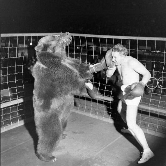 man vs bear box
