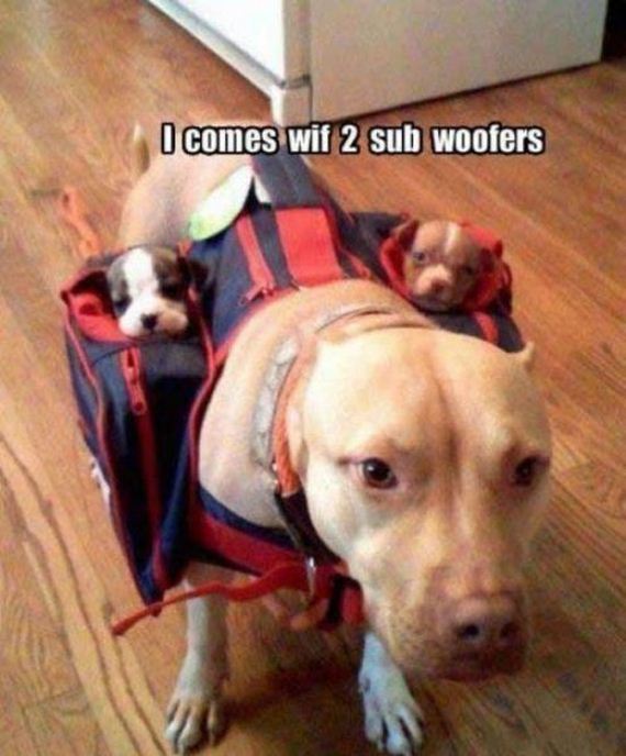 subwoofers dog - I comes wif 2 sub woofers