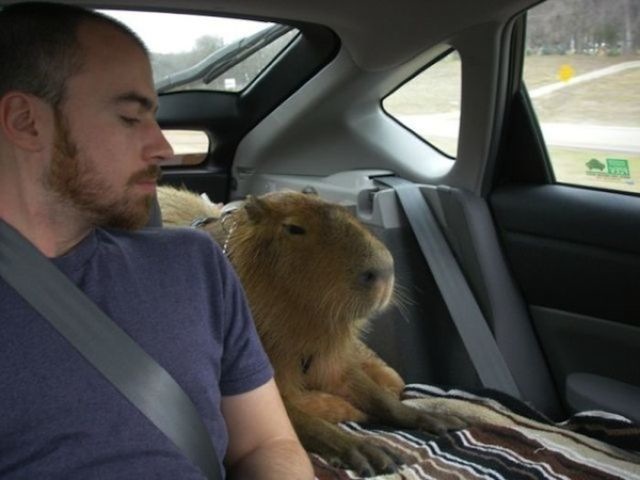 capybara home
