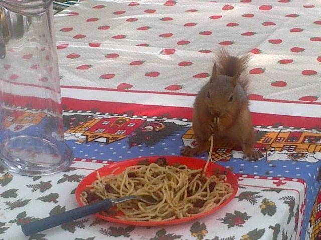 squirrel spaghetti