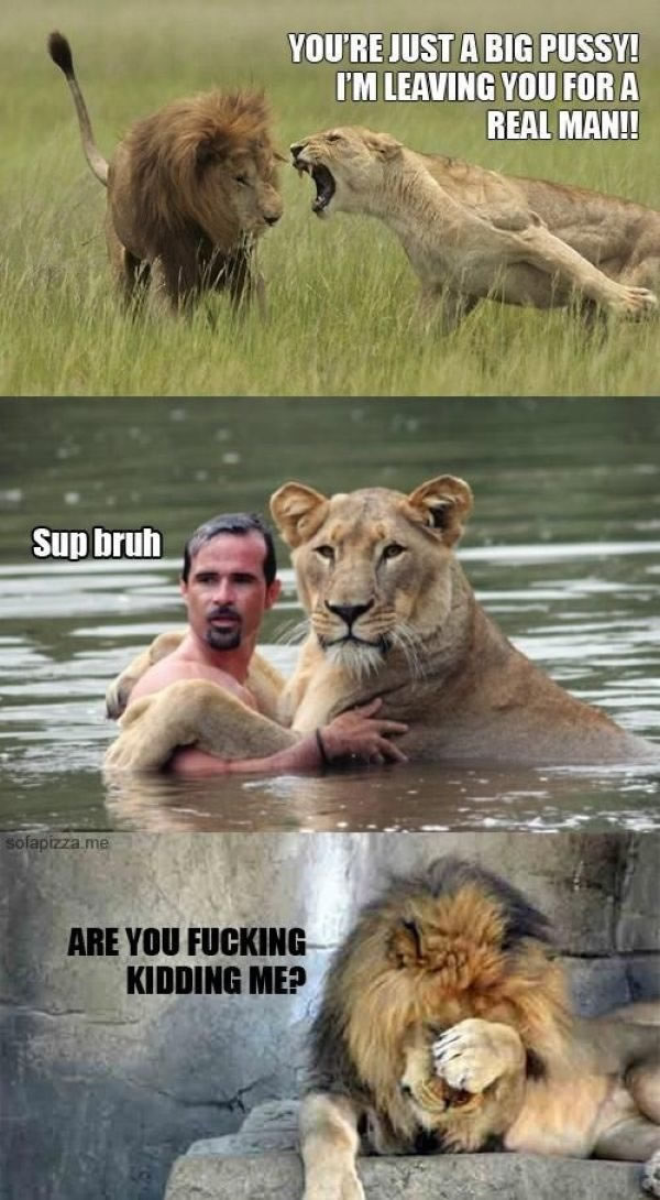 lion tiger memes - You'Re Just A Big Pussy! I'M Leaving You For A Real Man!! Sup bruh sofapizza.me Are You Fucking Kidding Me?