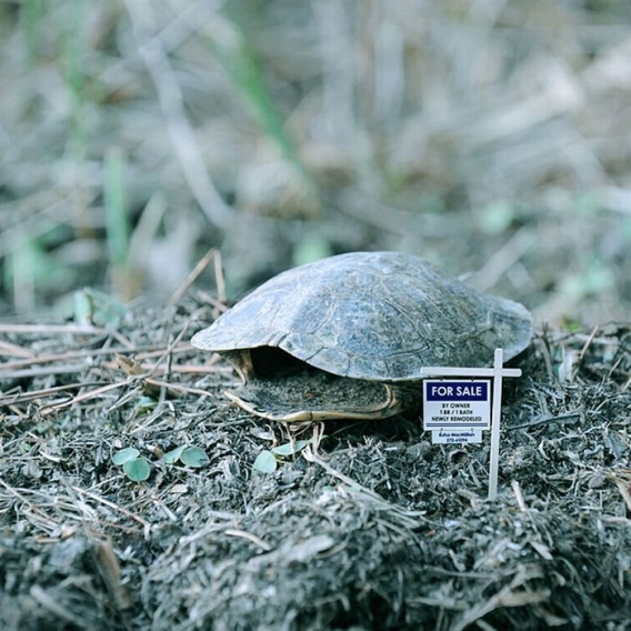 tortoise - For Sale