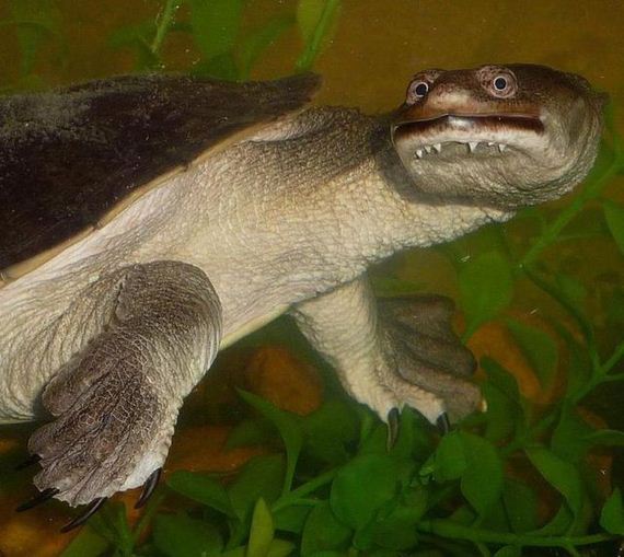 western long neck turtle