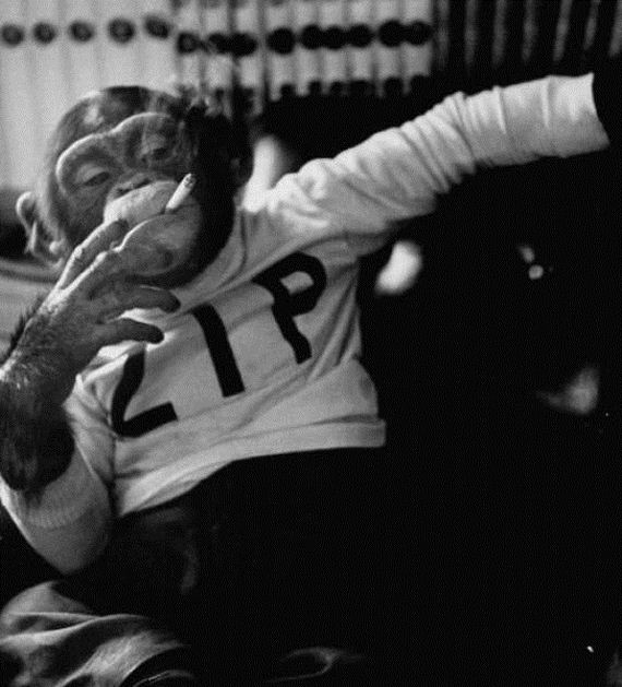 Smokey and the Ape!