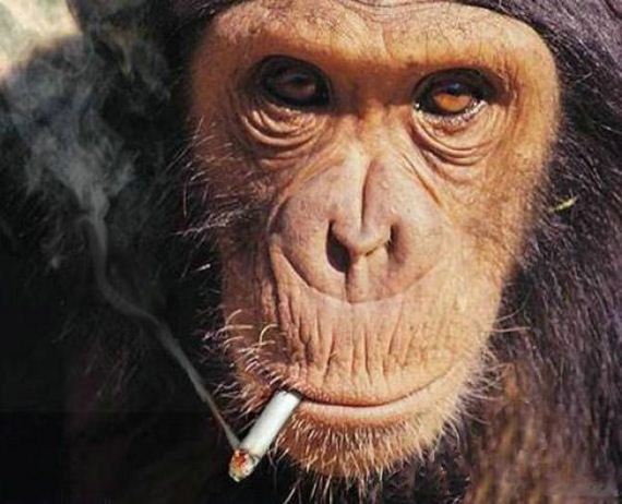 Smokey and the Ape!