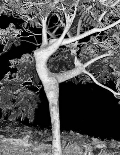 go dancing tree