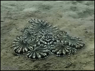 Meanwhile on the internet... GIFS!