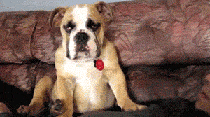 Meanwhile on the internet... GIFS!