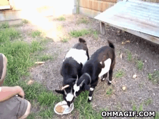 Meanwhile on the internet... GIFS!