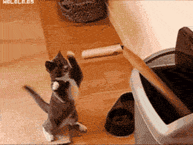 Meanwhile on the internet... GIFS!