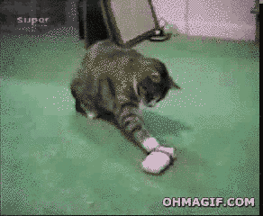 Meanwhile on the internet... GIFS!