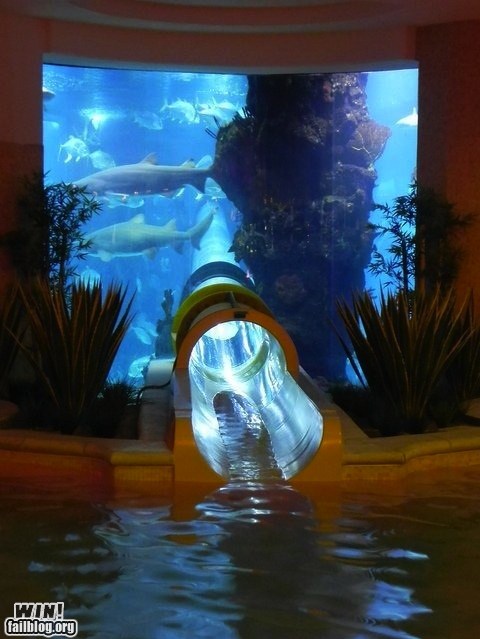 Meanwhile on the internet... crazy pictures