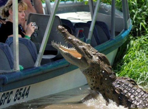 Meanwhile on the internet... crazy pictures