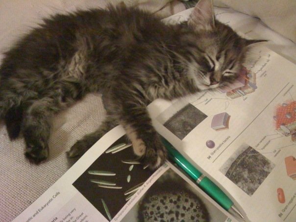 Meanwhile on the internet... crazy pictures