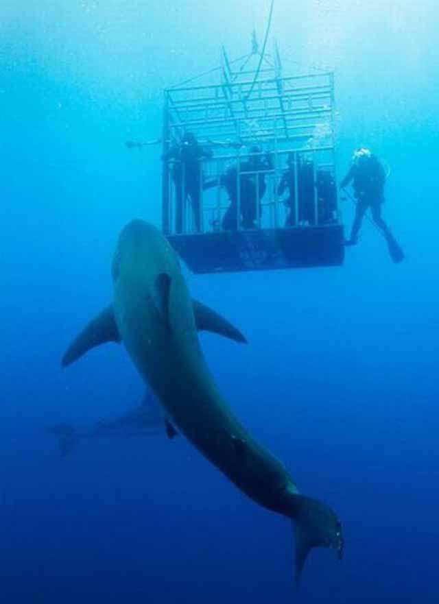 Meanwhile on the internet... crazy pictures