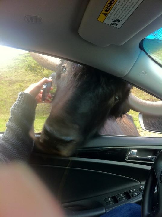 Meanwhile on the internet... crazy pictures