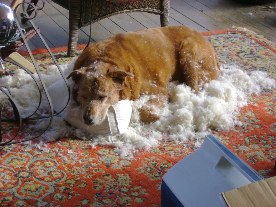 Собаку рвёт жёлтой пеной. Собаку тошнит желтой пеной. Блюешь пеной что значит. Блюешь пеной что значит. Блюешь пеной что значит.