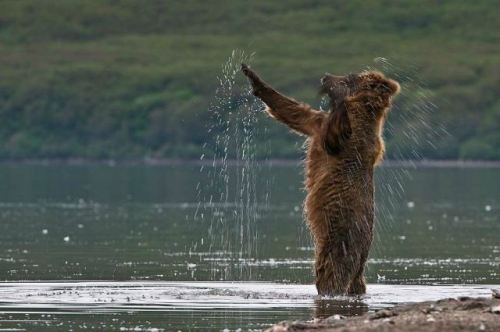 Meanwhile on the internet...