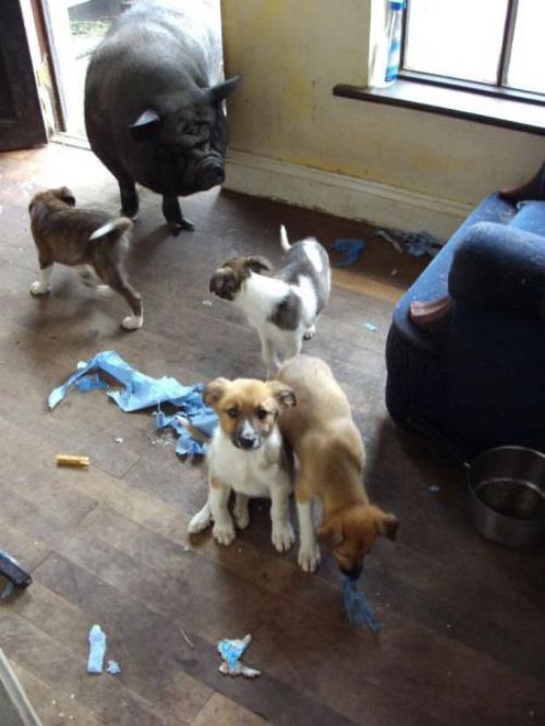 Meanwhile on the internet...