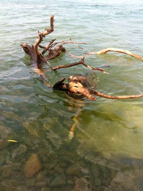 Meanwhile on the internet...