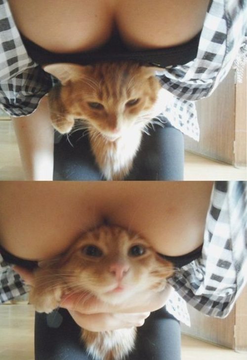 Meanwhile on the internet...