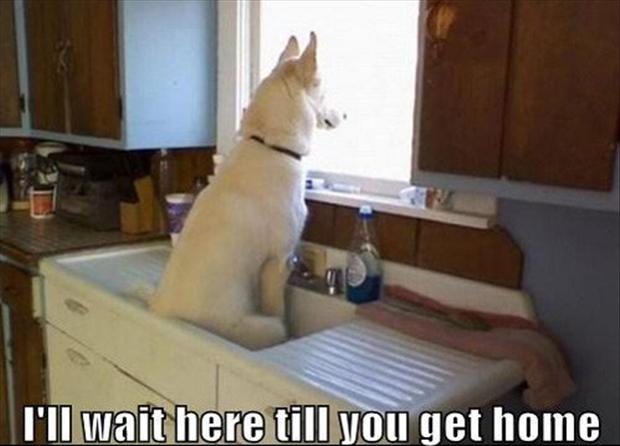 Funny Animals with Quotes