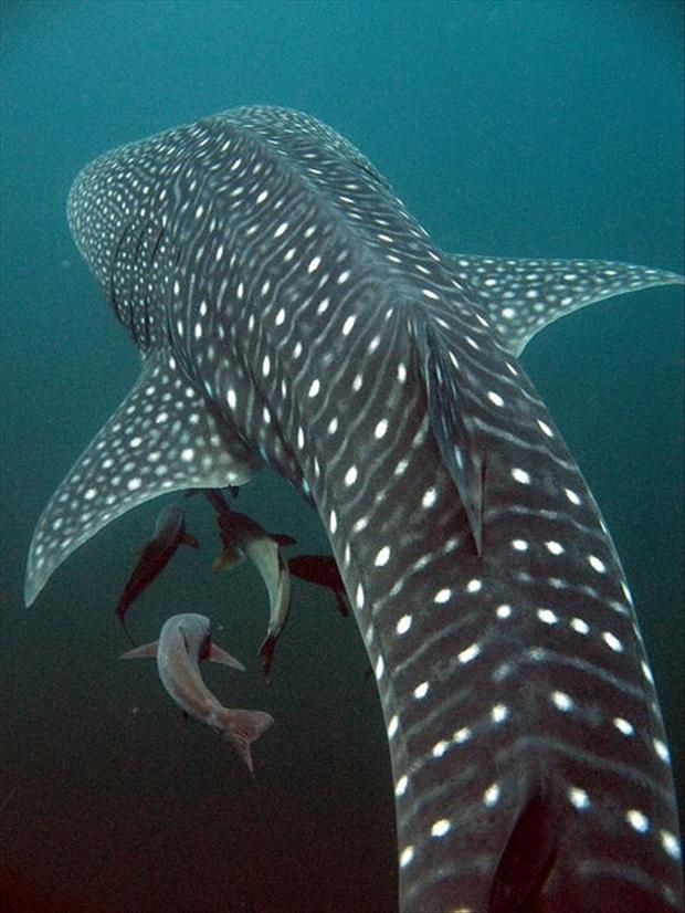 Amazing marine life