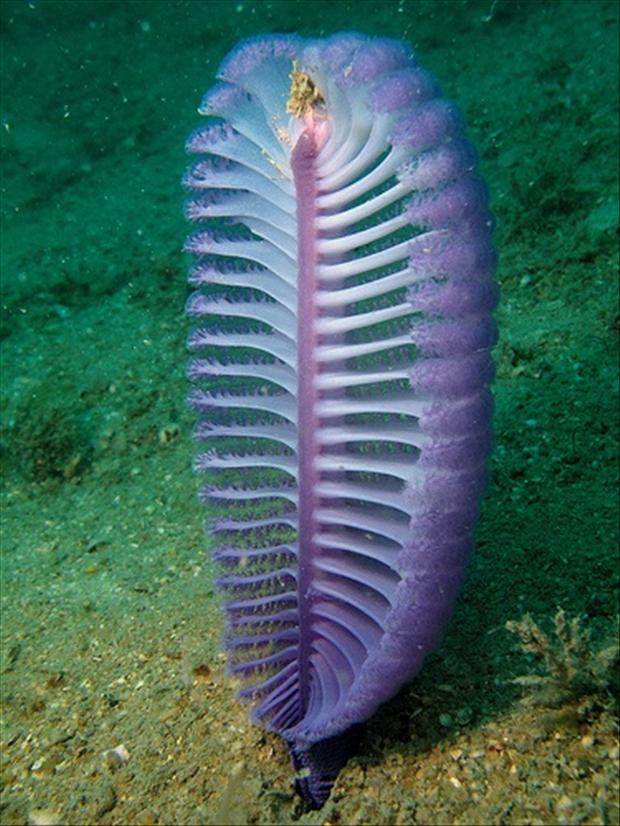 Amazing marine life