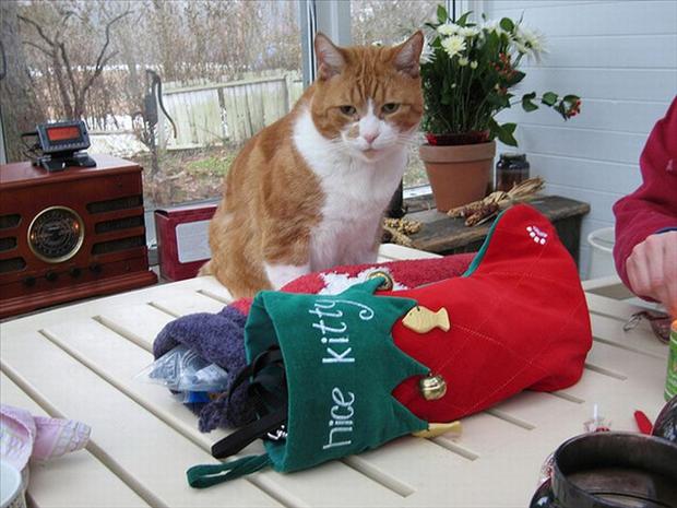 Why cats hate christmas