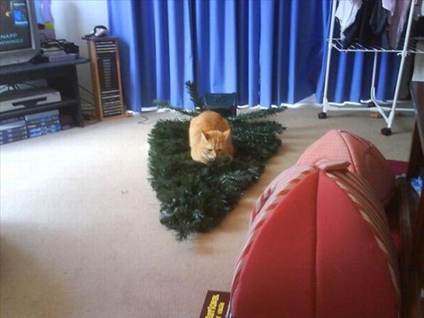 Why cats hate christmas
