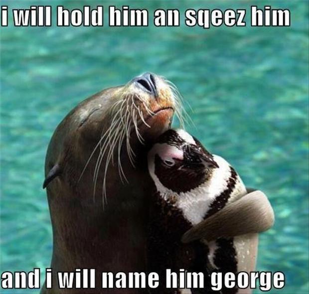 Funny animal pictures with quotes