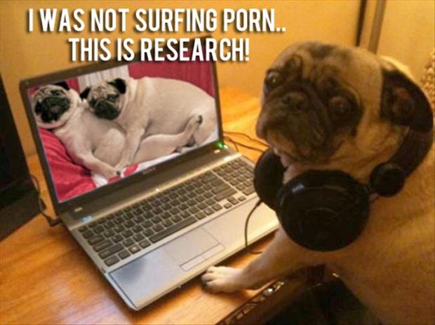 Funny pug pictures
