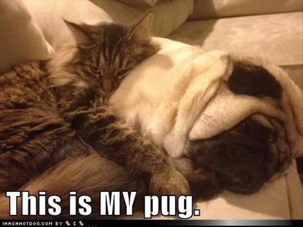 Funny pug pictures