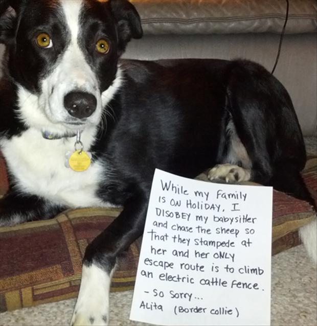 The Best Of Dog Shaming