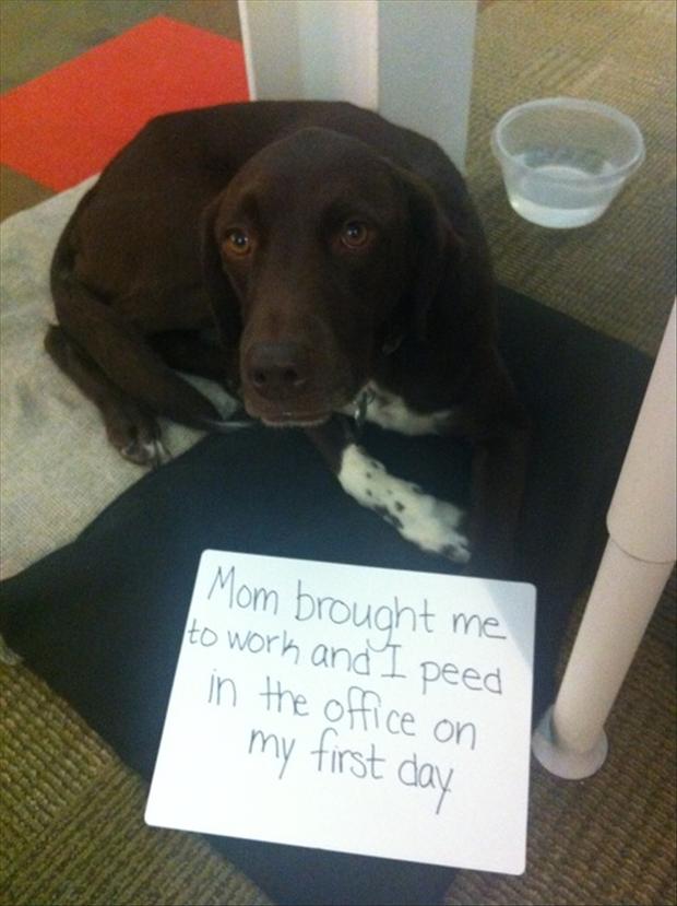 The Best Of Dog Shaming