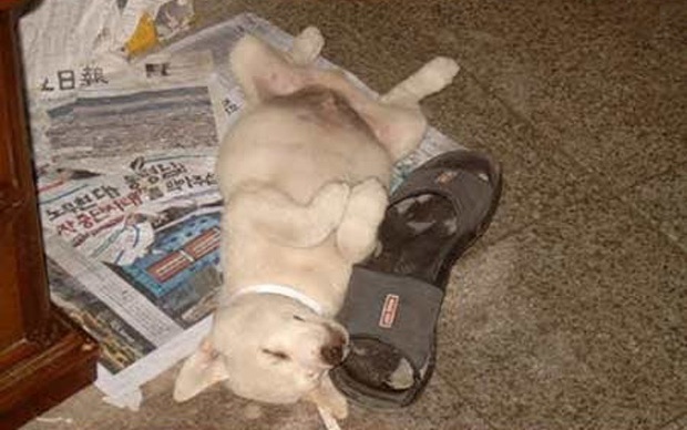 Funny sleeping puppies