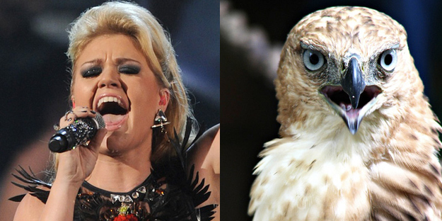If pop stars were birds