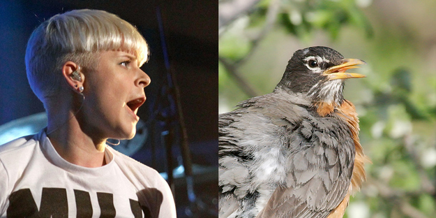 If pop stars were birds