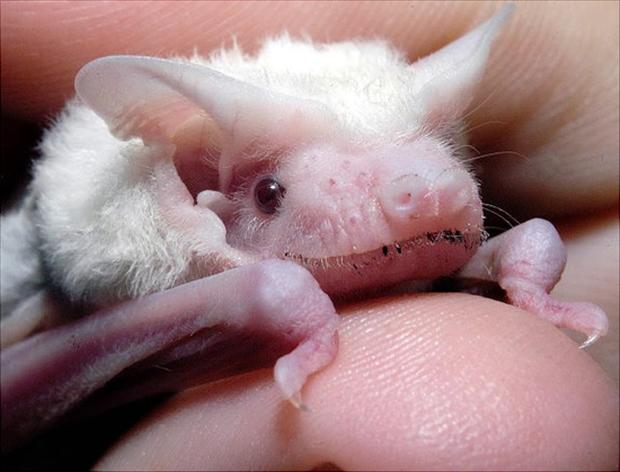 Crazy albino animals