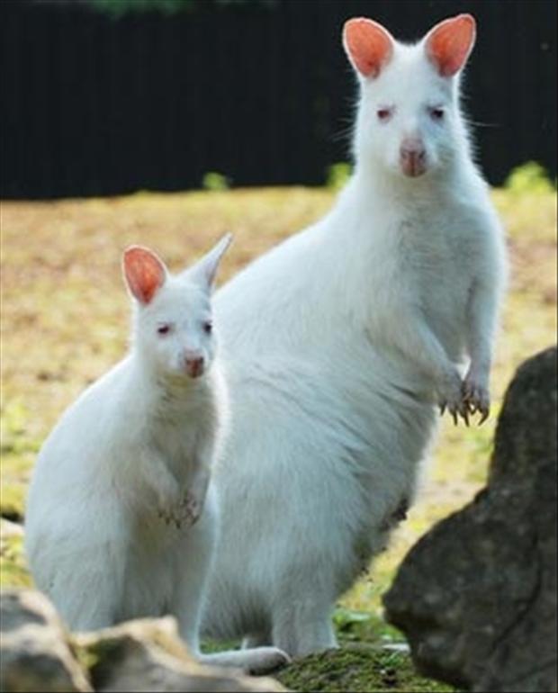 Crazy albino animals