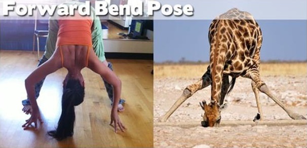 Funny animal yoga moves