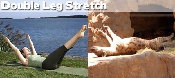 Funny animal yoga moves