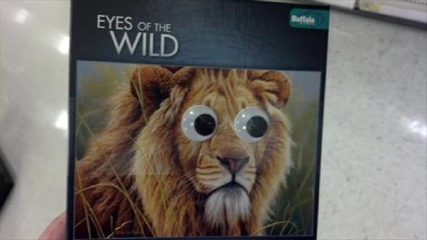 googly eyes on things - Eyes Of The Wild